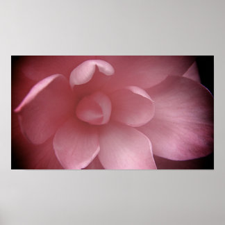 Camelias 4 poster