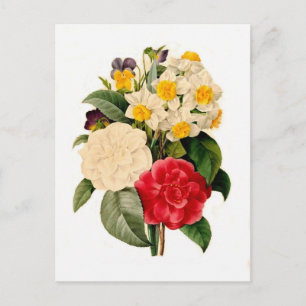 Camelias,Narcissus and Violas Postcard