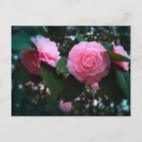 Camelias