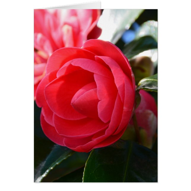 Camellia Blossom (Devant)