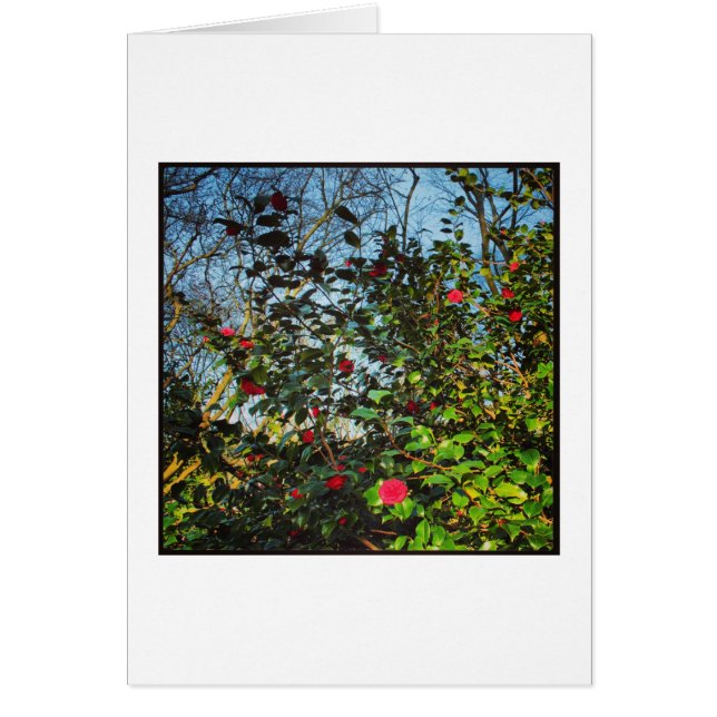 Camellia Bush. (Front)