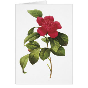 camellia (Camellia anemonefolia) par Redouté