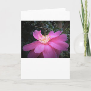 Camellia, card