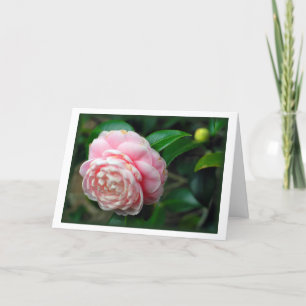 "Camellia" Card