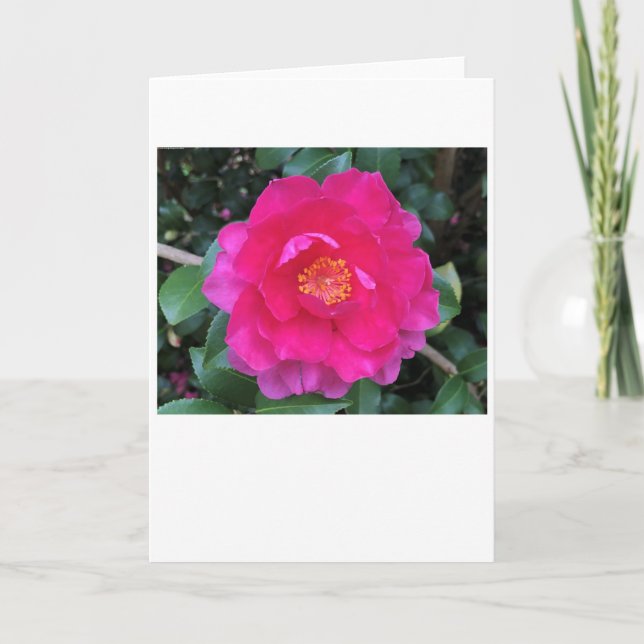 Camellia, card (Front)