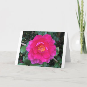 Camellia, card