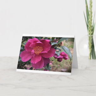 Camellia, Card