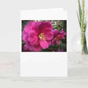 Camellia, card