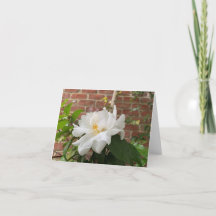 Camellia card (blank)