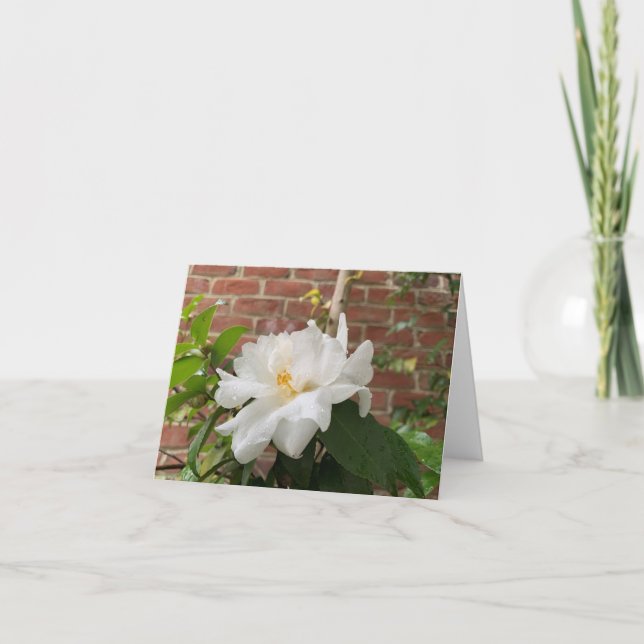 Camellia card (blank) (Front)