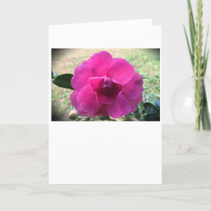 Camellia, carte