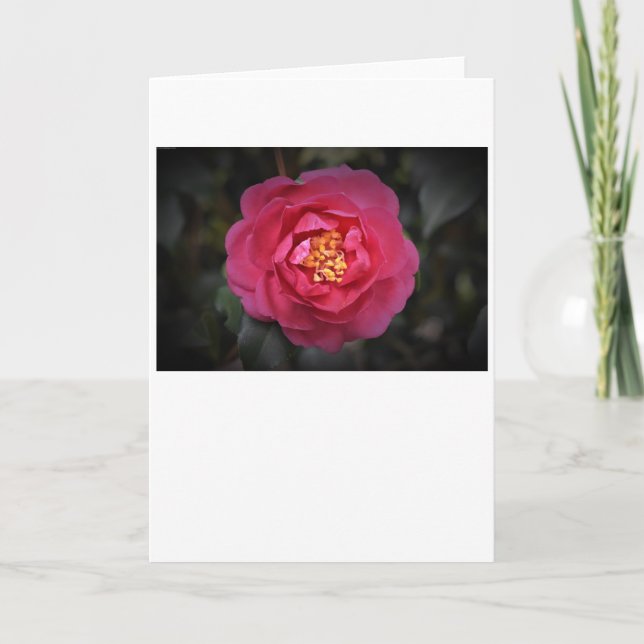 Camellia, carte (Devant)