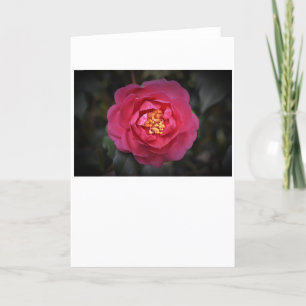 Camellia, carte