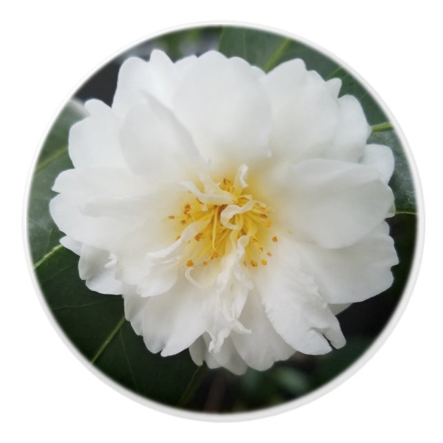 Camellia Flower Round Ceramic Knob (Front)