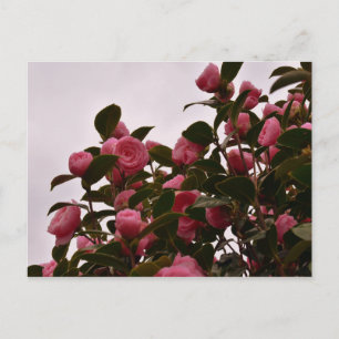 Camellia Flowers Postcard