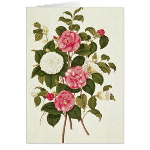 Camellia from "A Monograph on the Genus'