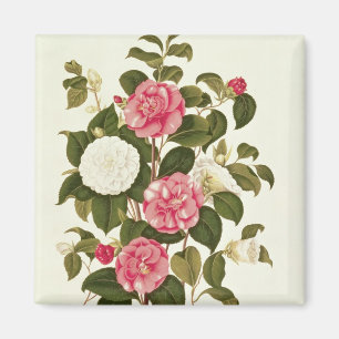 Camellia from "A Monograph on the Genus' Magnet