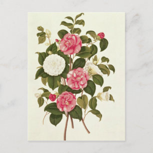 Camellia  from "A Monograph on the Genus' Postcard
