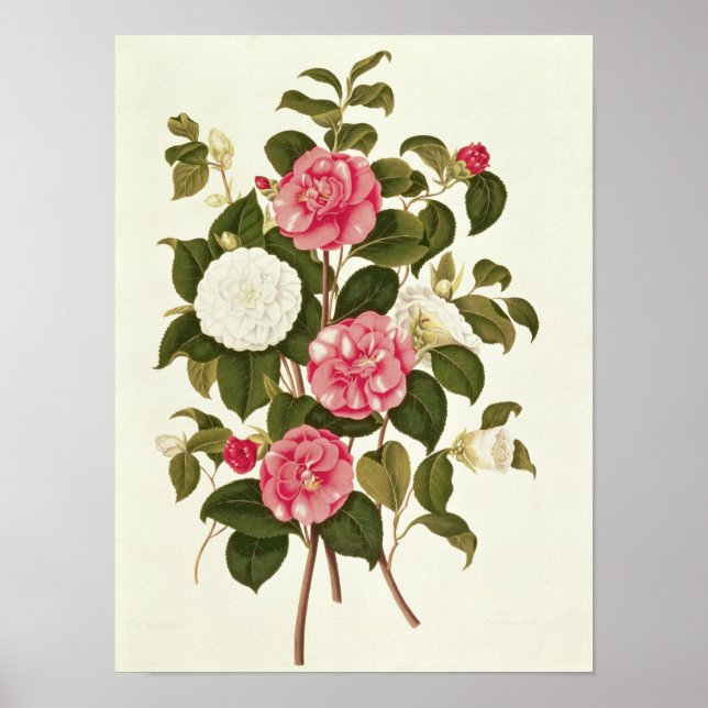 Camellia  from "A Monograph on the Genus' Poster (Front)