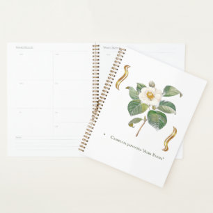 Camellia japonica 'Alba Plena' 