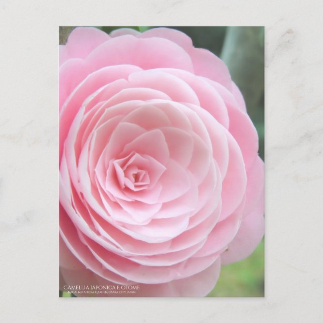 Camellia japonica f. otome：Postcard Postcard (Front)