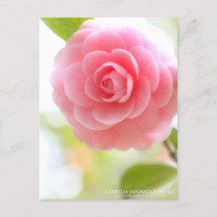 Camellia japonica f. otome：Postcard Postcard