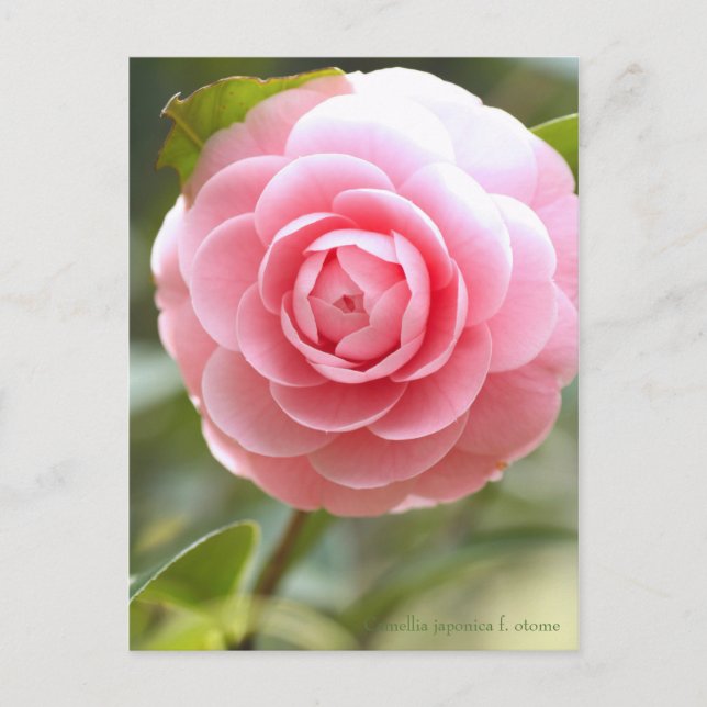 Camellia japonica f. otome [Postcard] Postcard (Front)