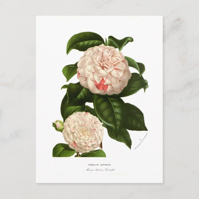 Camellia japonica postcard (Front)