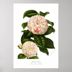 Camellia japonica poster