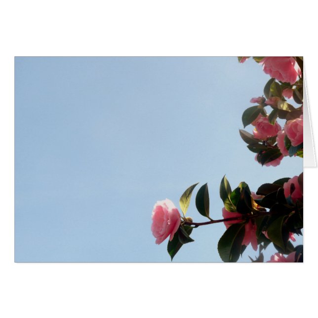 Camellia Pink Flower Blue Sky (Front Horizontal)