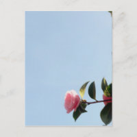 Camellia Pink Flower Blue Sky