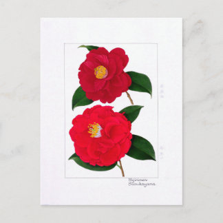 Camellia Plate: Hijirimen & Suzukayama Postcard