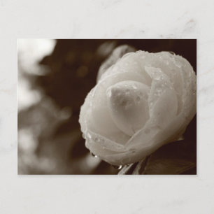 Camellia Postcard