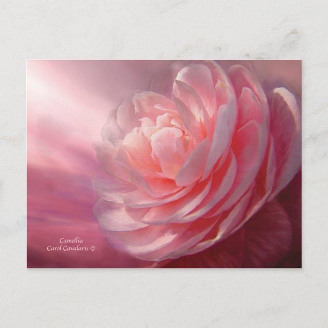 Camellia Postcard (Front)