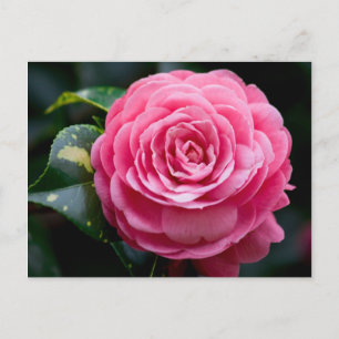 Camellia Postcard, Alabama State Flower Postcard