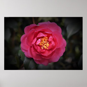Camellia,  poster