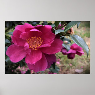 Camellia, poster
