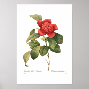 Camellia Poster