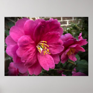 Camellia, poster