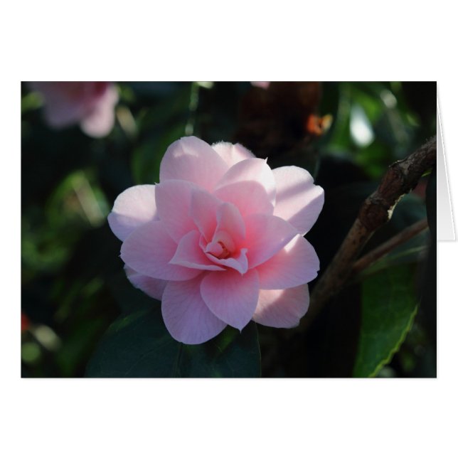 Camellia rose (Devant horizontal)