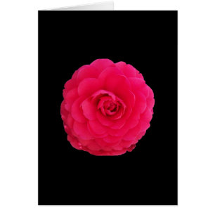 Camellia rose vif