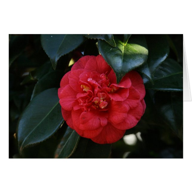 "Camellia rouge # 1" (Devant horizontal)