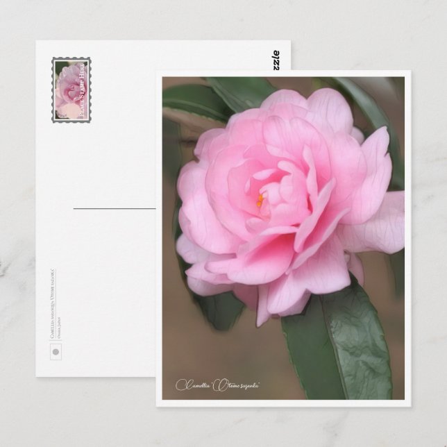 Camellia sasanqua 'Otome sazanka' Postcard (Front/Back)