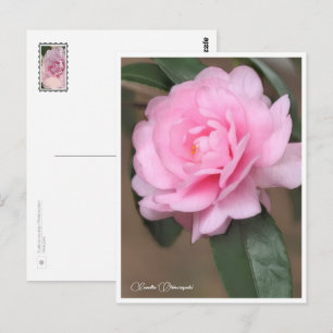 Camellia sasanqua 'Otome sazanka' Postcard