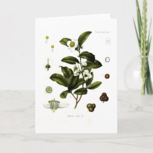 Camellia sinensis (tea) card