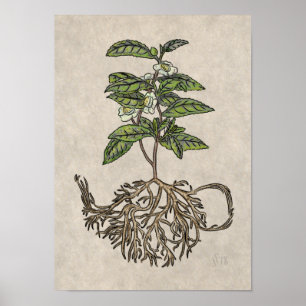 Camellia sinensis - tea plant poster