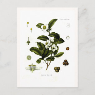 Camellia sinensis (tea) postcard