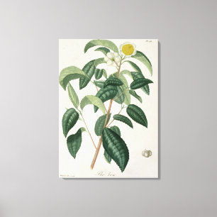 Camellia Thea from 'Phytographie Medicale' by Jose Canvas Print