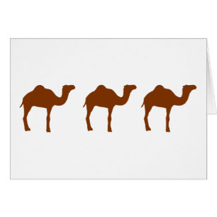 Camels