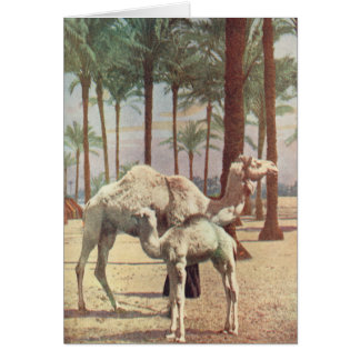 Camels